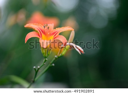 Beautiful flower background. Amazing view of bright orange lily flowering in the garden at the middle of sunny summer of spring day with green grass landscape.