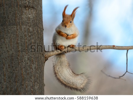 Animals in wildlife. Amazing photo of cute american red squirrel with big fluffy tail sitting high on a tree branch. Animal at sunny winter day and blue sky background. Close up animals perspective
