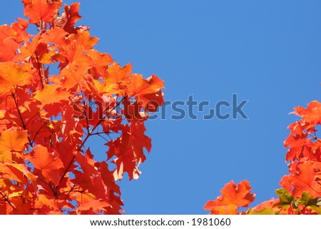 fiery maple leaves with blue sky as the background (can be used as a postcard)