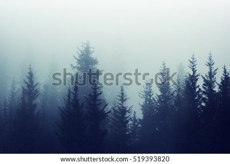 Misty mountain forest. Fog in fir forest on mountain slopes. Color toning.