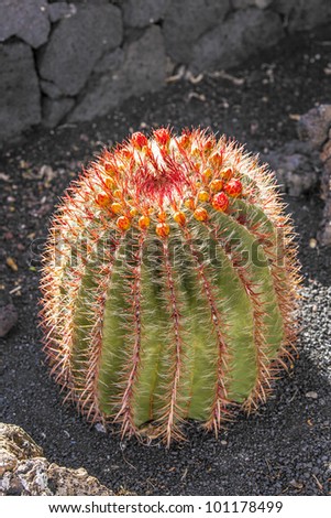 Cactuses in Lanzarote island, Spain Echinocactus grusonii (Golden Barrel Cactus, Mother-in-Law's Cushion )