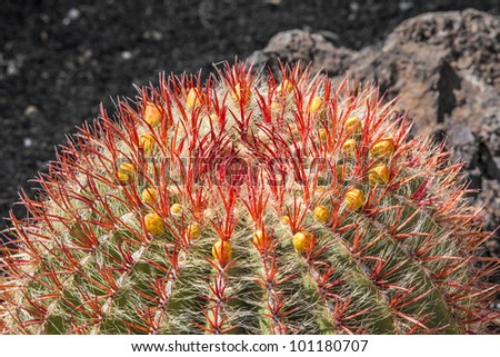 Cactuses in Lanzarote island, Spain Echinocactus grusonii (Golden Barrel Cactus, Mother-in-Law\'s Cushion )
