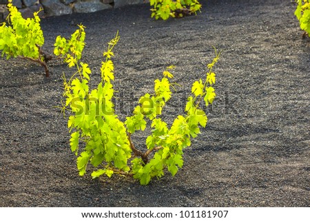 A vineyard in Lanzarote island, growing on volcanic soil