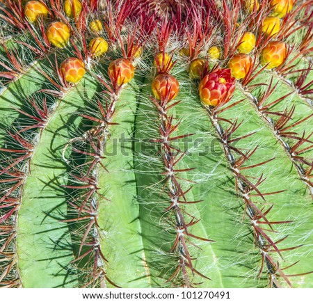 Cactuses in Lanzarote, Spain Echinocactus grusonii (Golden Barrel Cactus, Mother-in-Law\'s Cushion )