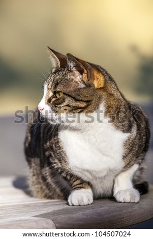 cute cat relaxing on a wooden table in the garden