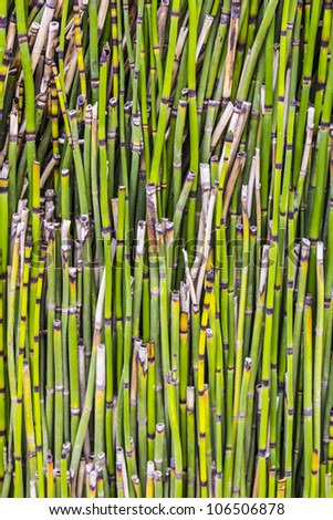 pattern of small bamboo plant