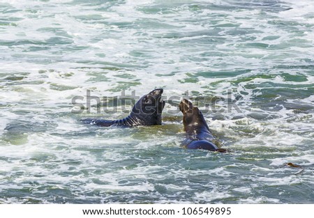 male sea lions fight in the waves of the ocean