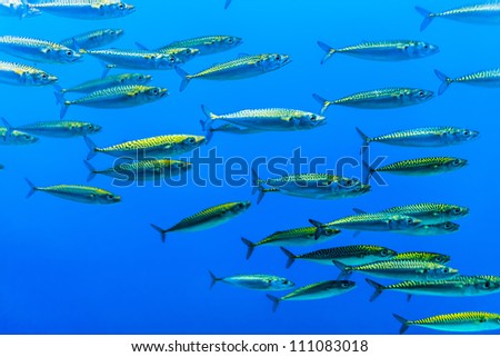 swarm of silver fishes in the blue sea