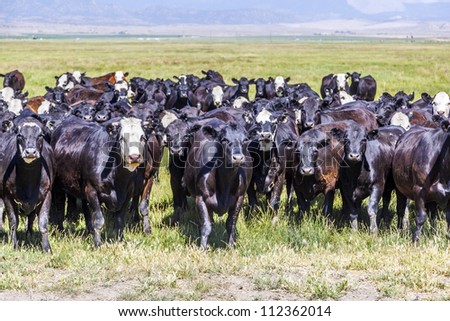 group of cows grazing on the meadow