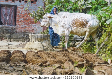 VARANASI, INDIA - OCT 11: woman with cow dung cakes and her cow on October 11, 2011 in Varanasi, India. Women play distinctive role in rural economic activities in earning a livelihood for the family.