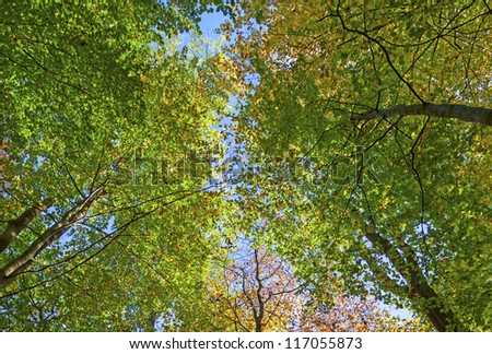 crown of oak trees in autumn under blue sky