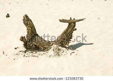 dried wood, roots in Mesquite Flats Sand Dunes in the northern point of the Dead valley in heat, made of fine quartz sand