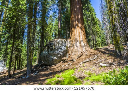 the famous big sequoia trees are standing in Sequoia National Park, Giant village area , big famous Sequoia trees, mammut trees