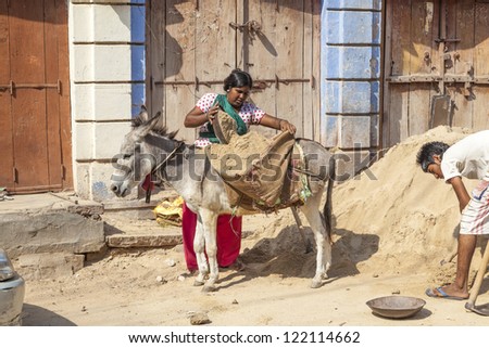 JODHPUR, INDIA - OCTOBER 23: donkeys are used to transport heavy goods up to the construction site on October 23,2012 in Jodhpur, India. Donkeys are still nowadays used to transport heavy goods.