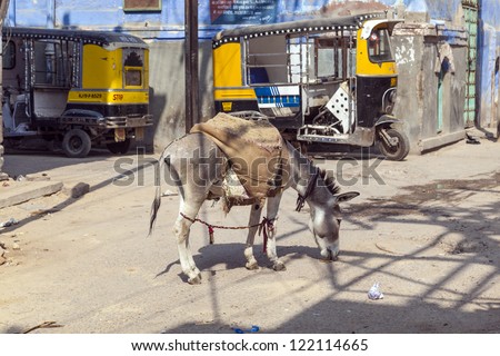 JODHPUR, INDIA - OCTOBER 23: donkeys are used to transport heavy goods up to the construction site on October 23,2012 in Jodhpur, India. Donkeys are still nowadays used to transport heavy goods.