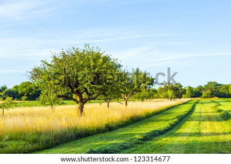 beautiful typical speierling apple tree in meadow for the german