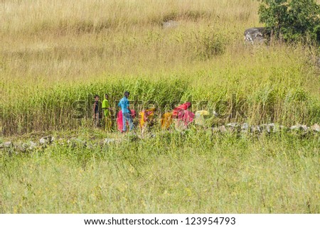 MANDAWA, INDIA - OCT 22: woman cut the meadow and corn on October 22,2012 near Mandawa, India. In India women commonly do hard works like this especially in rural areas