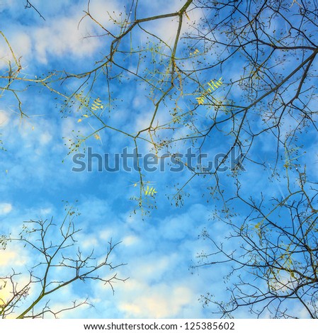pattern of branches of plane tree with blue sky