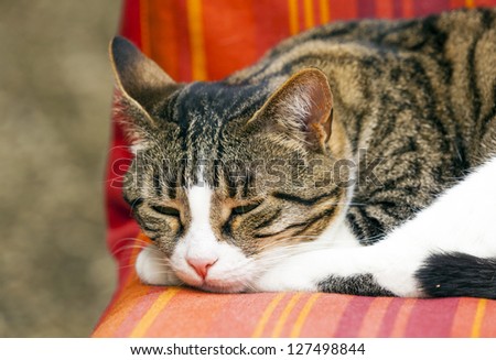 cute cat sleeping on a couch