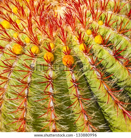 Cactus in Lanzarote island, Spain Echinocactus grusonii (Golden Barrel Cactus, Mother-in-Law\'s Cushion )