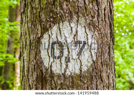 pattern of trees in the green  forest in springtime with distance marker