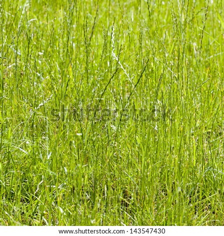 fresh green grass background with bright sun light