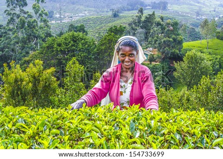 NUWARA ELIYA, SRI LANKA - AUGUST 14: harvest in the tea fields, tea picker in the highlands is picking tea on 14. August 2005, Nuwara, Eliya, Sri Lanka.