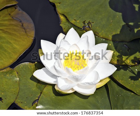 Japanese white lotus water lily in lake