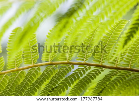 green fern leaves in tropical garden in detail