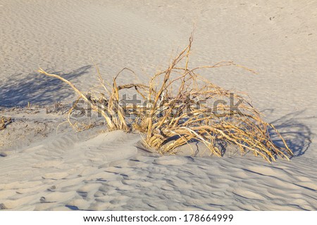 desert landscape in the death valley without people