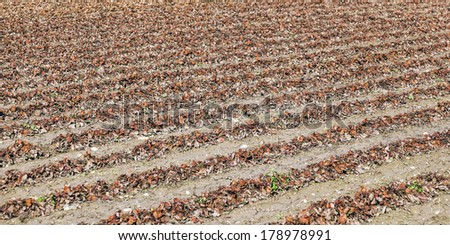field in spring with withered plants