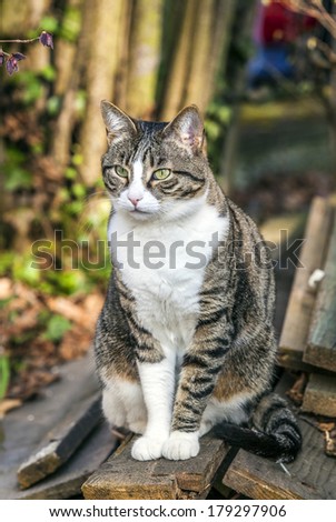 cute cat in the garden