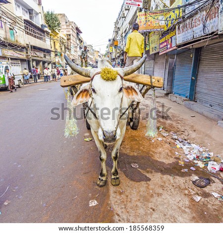 DELHI, INDIA - NOV 9: Ox cart transportation on early morning on November 09, 2011 in Delhi, India. The ox chart is a common cargo transportation in the narrow streets of old Delhi.