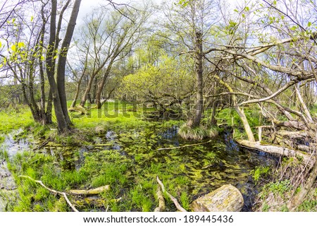 romantic forest in the nature park Gnitz in Usedom