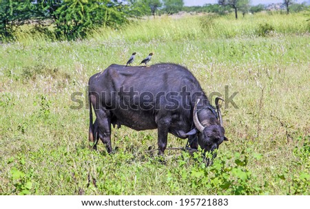 indian cow grazes at the meadow