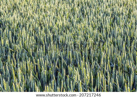 field of corn for the harvest