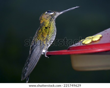 humming bird at a feeding station in the national park in Equador