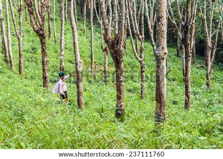 KOH CHANG, THAILAND - JAN 4, 2008: worker at rubber tree plantation in Koh Chang, Thailand. The rubber plantation industry started at the island in 1899 and is still an important industry.