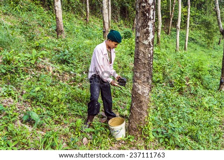 KOH CHANG, THAILAND - JAN 4, 2008: worker at rubber tree plantation in Koh Chang, Thailand. The rubber plantation industry started at the island in 1899 and is still an important industry.