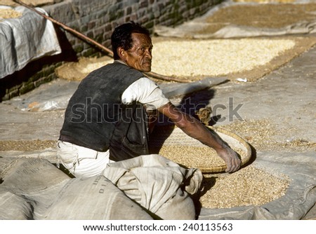 BHAKTAPUR, NEPAL - DEC 27, 1986: man treshing the corn after harvest in Bhaktapur, Nepal. Most farmer do farming fully manual as machines are seldom available.
