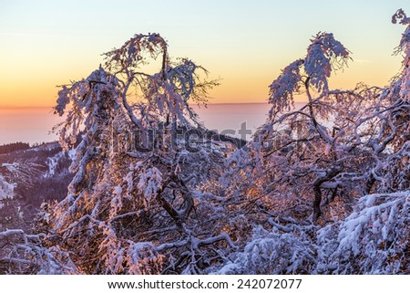 sunrise under the winter calm mountain landscape with beautiful fir trees on slope at Feldberg Mountain in Hesse, Germany