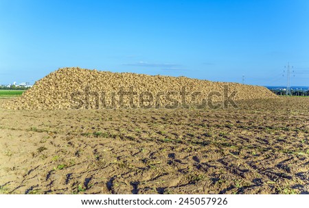 acres with sugar beets after harvest in golden light and beautiful landscape