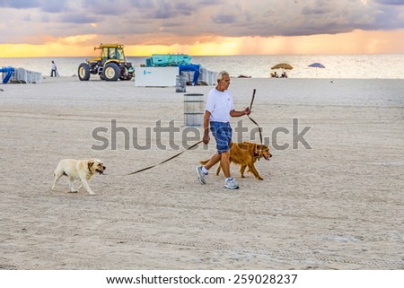 MIAMI, USA - AUG 7, 2013: man in late afternoon walks along south beach with his dogs in Miami, USA. People have to walk with dog lead on public beaches.