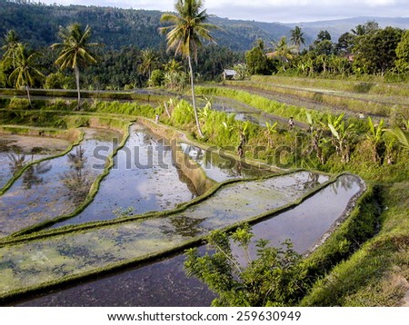 KLUNGKUNG, INDONESIA - AUG 4, 2004: farmers work at rice paddys with water irrigation in Bali, Indonesia. The water irrigation is organized by the farmers in a democratic system.