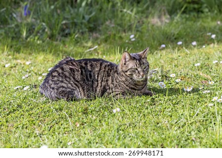 cute tiger cat relaxes at the green grass in the sun