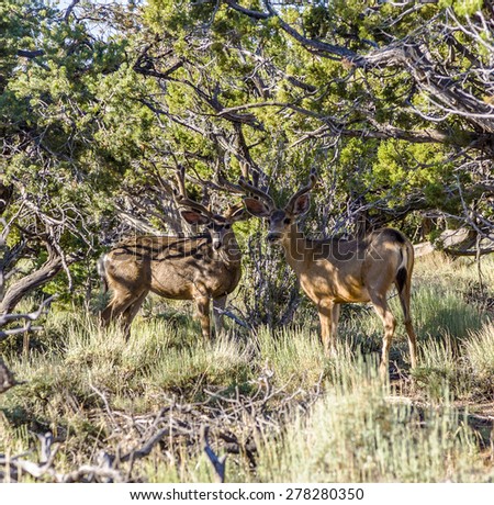 deers in morning light in the forests of the Grand Canyon national Park