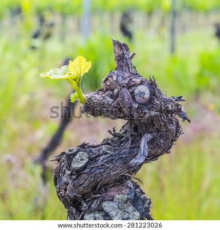 Old vine tree stem in a vineyard in Bingen