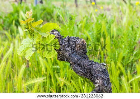 Old vine tree stem in a vineyard in Bingen