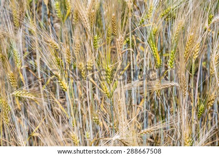 Barley ears gives a harmonic pattern - Hordeum vulgare