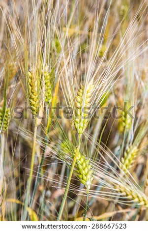 Barley ears gives a harmonic pattern - Hordeum vulgare